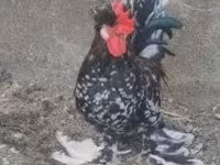 Chickens — फ़ोटो 6