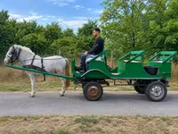 公马, Horses — 照片 4
