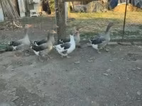 Guinea fowl — 7. fotó