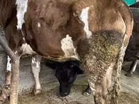 Bovinos (lote, sexo não especificado), Bovinos — foto 1