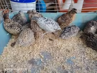 Quails — photo 5