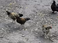Chickens — photo 6
