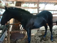 Caballo, Caballos — foto 1
