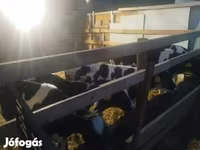 Toro, Russian Black pied cattle — foto 1