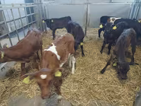 بقرة, Simmental cattle — الصورة 2