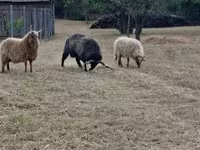 Ram, Racka sheep — photo 3