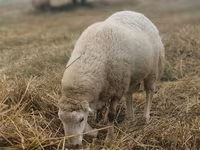 Carnero, Bardhoka sheep — foto 3