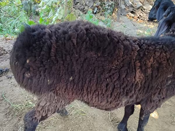 Baran, Blackheaded Persian sheep