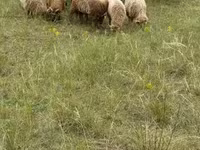 Juhok (tétel, nem megadva), Racka sheep — 1. fotó
