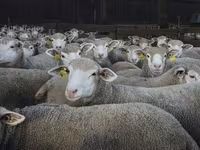 Schaf, Ile-de-France sheep — Foto 3
