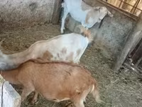 Goats (batch, sex not specified), Goats — photo 1