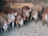 公猪, Pigs — 照片 5