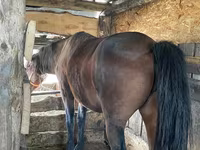 Mare, Horses — photo 3