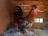 Chickens — फ़ोटो 7
