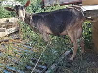 Ziege, Ziegen — Foto 3