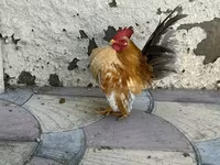 Chickens — 照片 1