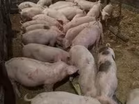 母猪, Гипор — 照片 3
