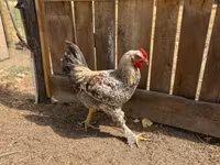 Chickens — Foto 4