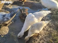 Ducks — الصورة 2