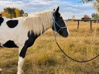母马, Gypsy horse — 照片 3