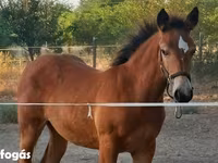 Mare, Haflinger — photo 3