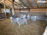 Kos, Merino sheep — 4. fotó