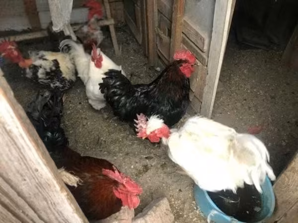 Chickens — Maďarsko