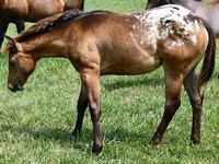 Kanca, Appaloosa — 2. fotó