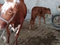 Kuh, Simmental cattle — Foto 2