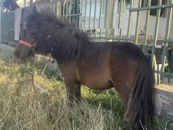 घोड़ी, Shetland Pony