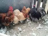 Chickens — foto 2