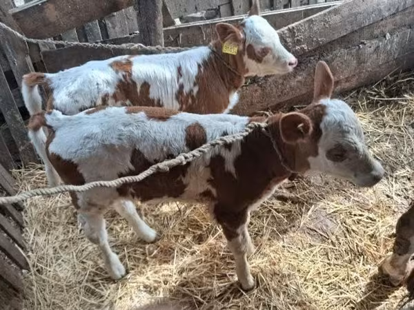 Cow, Simmental cattle — Hungary