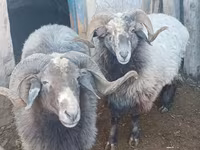 Kos, Arabi sheep — 1. fotó
