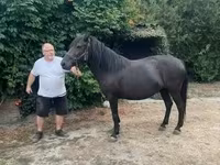 घोड़ी, Hucul pony — फ़ोटो 8