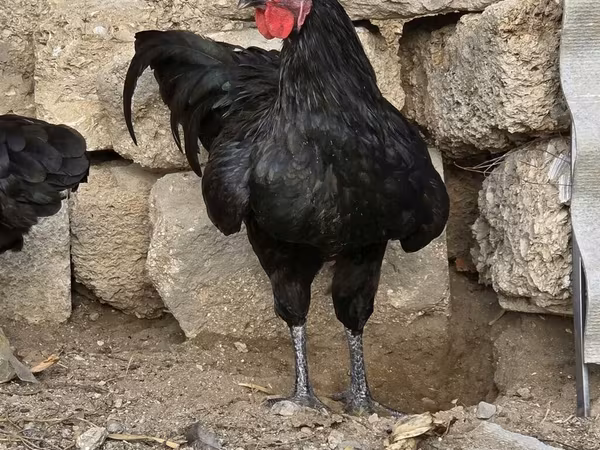 Avstraliya Pit Game quşu