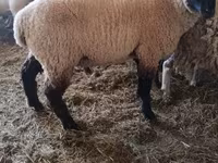Cabras (lote, sexo no especificado), Cabras — foto 7