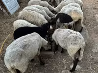 Sheep, Dorper sheep — photo 5
