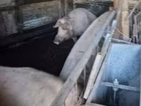 母猪, Pigs — 照片 2