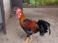 Chickens — الصورة 1