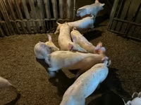 मादा सूअर, सूअर — फ़ोटो 3
