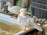 Ducks — zdjęcie 2