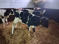 Touro, Simmental cattle — foto 6