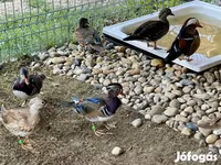 Ducks — photo 4