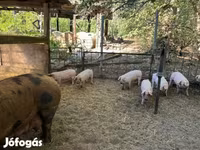母猪, Pigs — 照片 3