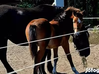 Mare, Haflinger — photo 1