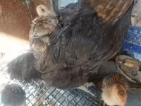 Chickens — foto 2