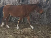 घोड़ी, Kazakh horse — फ़ोटो 4