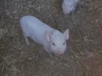 母猪, Вьетнамская вислобрюхая — 照片 1