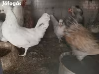 Chickens — الصورة 1
