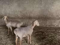 Qoyun, Hissar sheep — foto 2